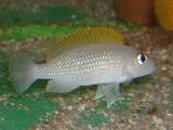 Neolamprologus caudopunctatus 'Kapampa' Neolamprologus caudopunctatus 'Kapampa'