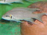 Neolamprologus brichardi Neolamprologus brichardi