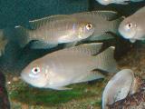 Neolamprologus brevis Neolamprologus brevis