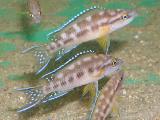 Neolamprologus buescheri 'Kamakonde' Neolamprologus buescheri 'Kamakonde'