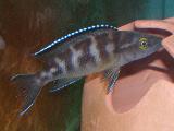 Neolamprologus buescheri 'Katoto' Neolamprologus buescheri 'Katoto'