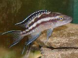 Neolamprologus buescheri 'Zambia' Neolamprologus buescheri 'Zambia'