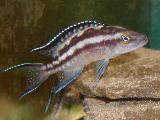 Neolamprologus buescheri 'Zambia'  