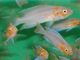 Neolamprologus falcicula 'Cygnus' Neolamprologus falcicula 'Cygnus'