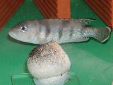 Neolamprologus meeli Neolamprologus meeli