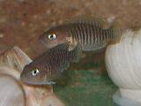 Neolamprologus multifasciatus Neolamprologus multifasciatus