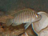 Neolamprologus similis 