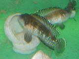 Lamprologus speciosus Lamprologus speciosus