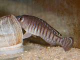 Lamprologus signatus Lamprologus signatus