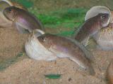 Lamprologus ornatipinis Lamprologus ornatipinis