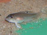 Lamprologus kungwensis Lamprologus kungwensis