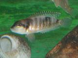 Lamprologus wauthioni Lamprologus wauthioni