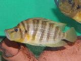 Altolamprologus compressiceps 'Congo' Altolamprologus compressiceps 'Congo'