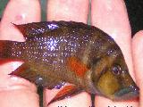 Altolamprologus compressiceps 'Red fin' 