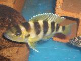 Neolamprologus sexfasciatus 'Gold' Neolamprologus sexfasciatus 'Gold'