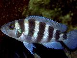 Neolamprologus sexfasciatus 'Zambia - blue' Neolamprologus sexfasciatus 'Zambia - blue'