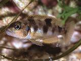 Lamprologus boulengeri Lamprologus boulengeri