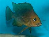 Neolamprologus moorii Neolamprologus moorii