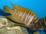 Altolamprologus calvus 'Yellow' Altolamprologus calvus 'Yellow'