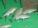 Neolamprologus tetracanthus Neolamprologus tetracanthus
