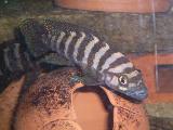 Neolamprologus cylindricus 'Gold head' Neolamprologus cylindricus 'Gold head'