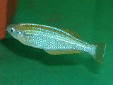 Lamprychtys tanganicanus Lamprychtys tanganicanus