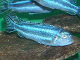 Melanochromis 'Maingano' 