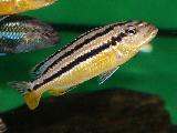 Melanochromis auratus 