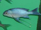 Opthalmotilapia ventralis 'Bright blue'