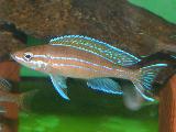 Paracyprichromis nigripinnis Blue neon