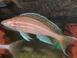 Paracyprichromis nigripinis 'Blue neon -albin'