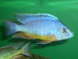 Protomelas fenestratus 'Eastern' Protomelas fenestratus 'Eastern'