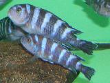 Pseudotropheus demasoni Pseudotropheus demasoni