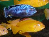 Pseudotropheus msobo 'Magunga' Pseudotropheus msobo 'Magunga'