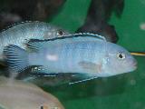 Pseudotropheus socolofi Pseudotropheus socolofi