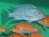 Pseudotropheus zebra R+B Pseudotropheus zebra R+B