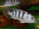 Pseudotropheus lombardoi Pseudotropheus lombardoi