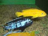 Pseudotropheus zebra red