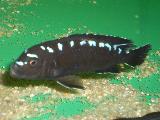 Pseudotropheus elongatus 'Neon spot' Pseudotropheus elongatus 'Neon spot'