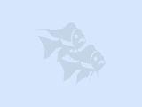 Placidochromis electra Placidochromis electra
