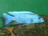 Sciaenochromis jacksoni 'Ahli' 