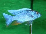 Sciaenochromis fryeri 'Maleri island'