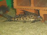 Synodontis multipunctatus