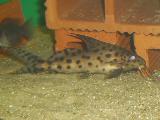 Synodontis multipunctatus