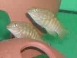 Tanganicodus irsacae kigoma Tanganicodus irsacae kigoma