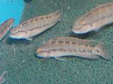 Telmatochromis vittatus Telmatochromis vittatus