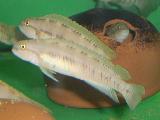 Telmatochromis bifrenatus