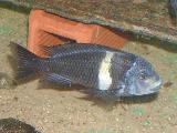Tropheus duboisi Tropheus duboisi