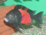 Tropheus moori 'Bemba' - Orange Tropheus moori 'Bemba' - Orange