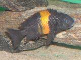 Tropheus moori 'Kiriza' Tropheus moori 'Kiriza'